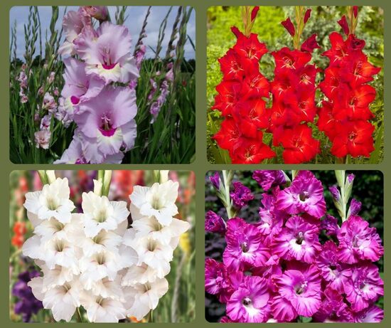 Komplekts 2 gladiolas  (24gab)